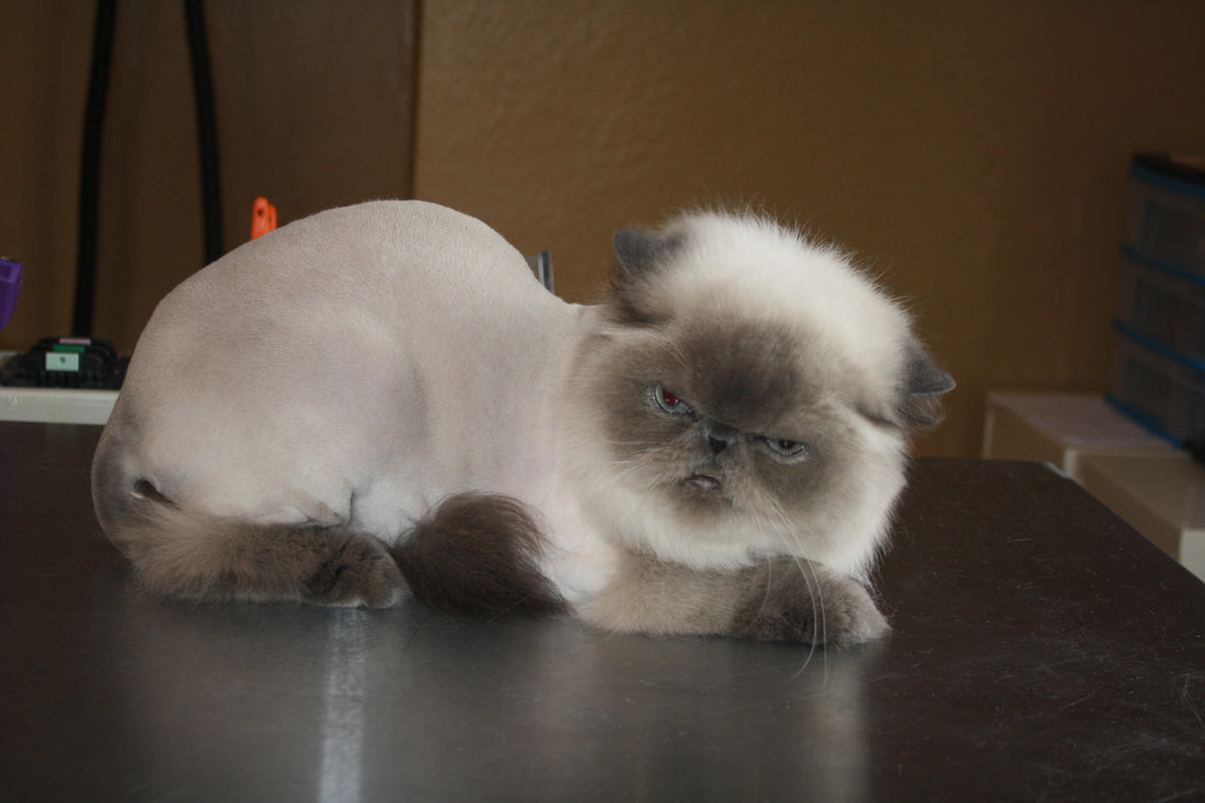 3 Ways to Ruin a Cat Groom
