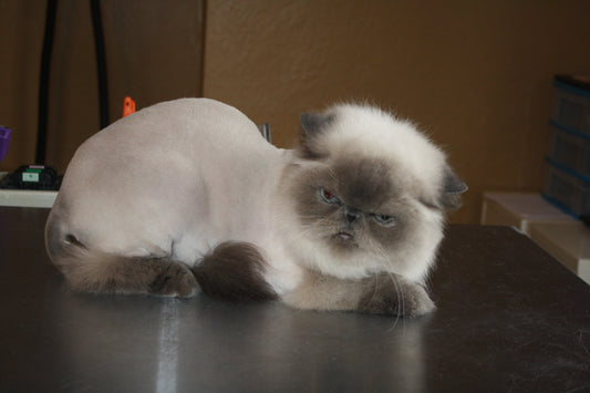 3 Ways to Ruin a Cat Groom