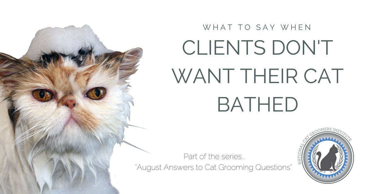 Why Bathe Groom Cats: Essential Tips for Healthy Feline Care