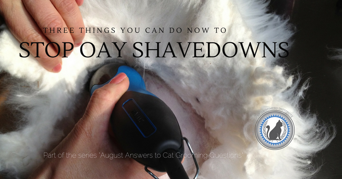 3 Things You Can Do Now to Stop Once-a-Year Cat Shavedowns