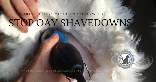 3 Things You Can Do Now to Stop Once-a-Year Cat Shavedowns