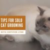Tips for Grooming Cats Solo