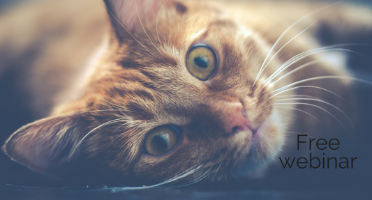 How to Get Started Grooming Cats When You Don't Know Anything