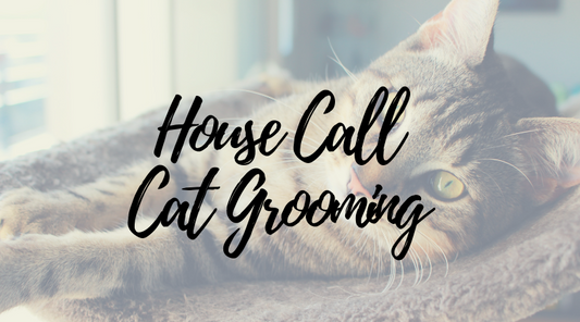 The Pros and Cons of House Call Cat Grooming