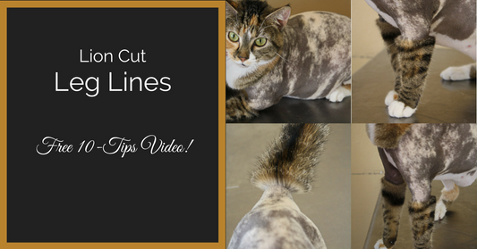 Shaving Rear Legs on Twisty Cats