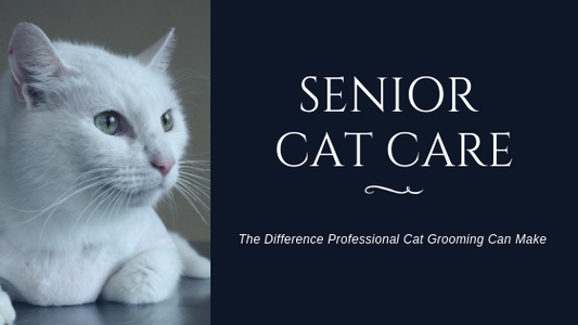 Senior Cat Care: The Difference Professional Grooming Can Make