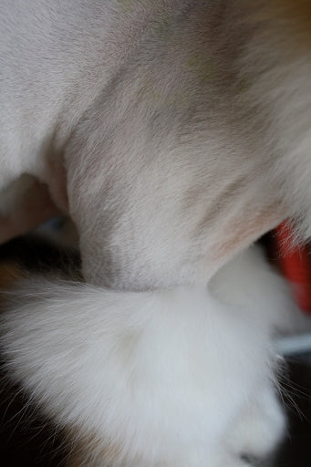 How to Get Crispy Leg Lines