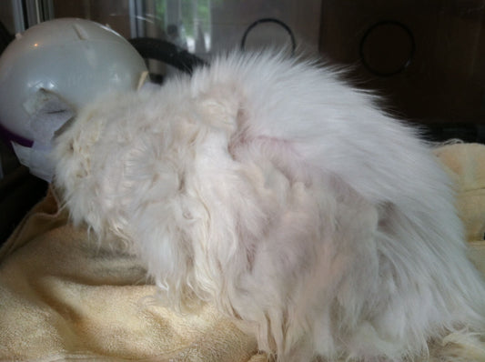 What is Humane Cat Grooming?