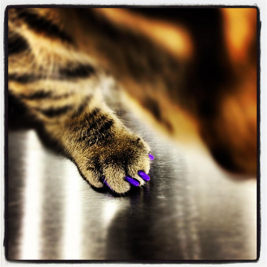 5 Myths You Should Know About Cat Nail Caps