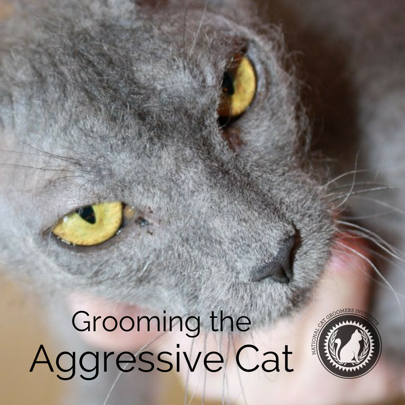 What to Give an Aggressive Cat for Grooming: Expert Tips Revealed