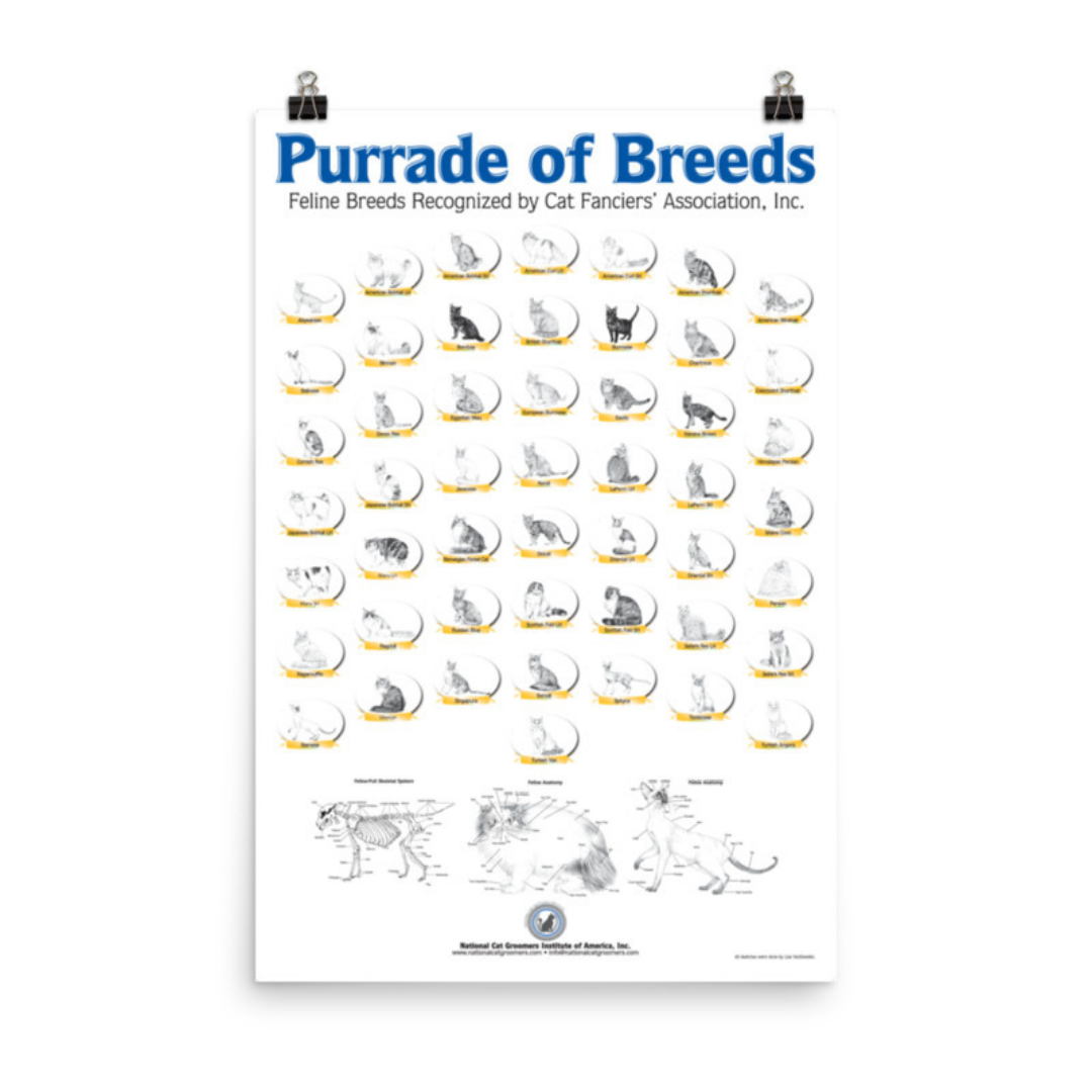 Displayed poster of cat breed sketches on blank wall