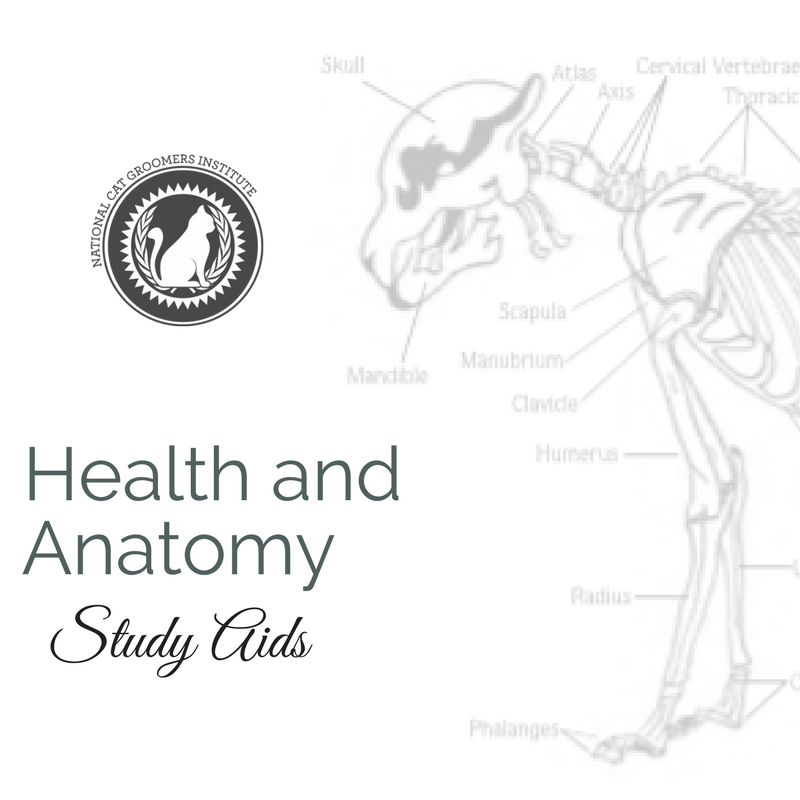 Health study aid course icon