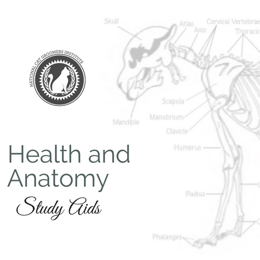Health study aid course icon