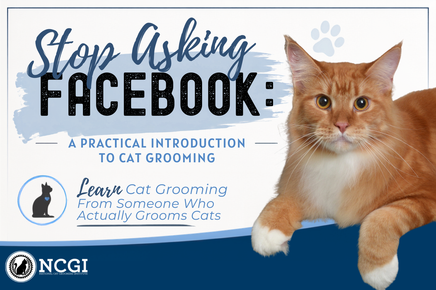 Stop Asking Facebook: A Practical Introduction to Cat Grooming