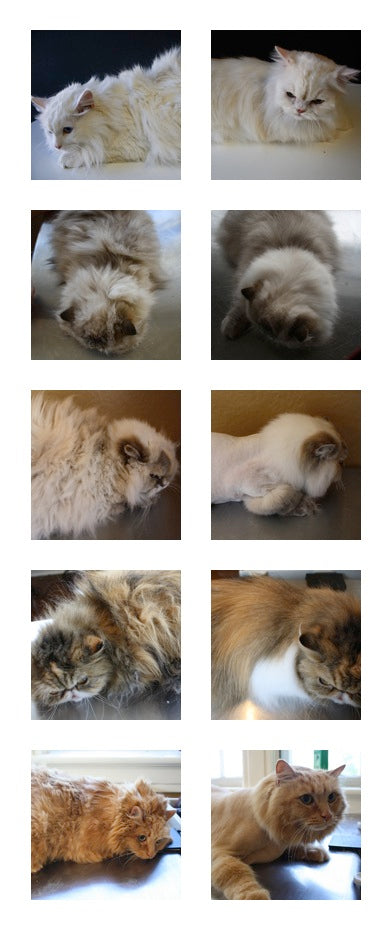 Before and after cat groom stock photos