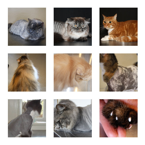 Groomed Cat Styles: Transform Your Feline's Look Today!