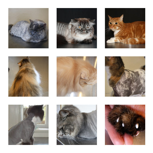 cat groom styles stock photos