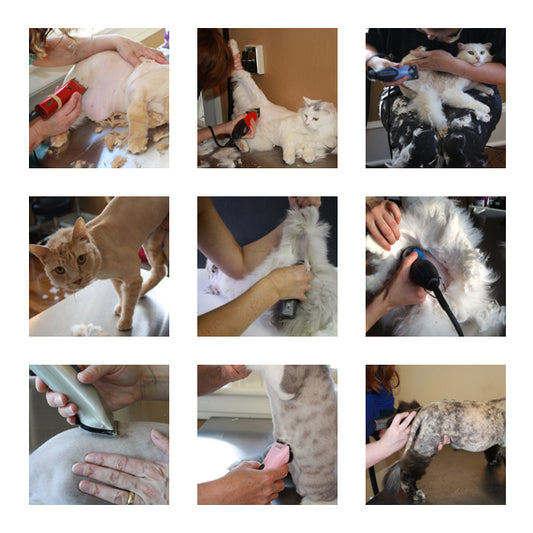 cat shaving stock photos