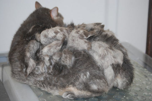 Mushroom Cats