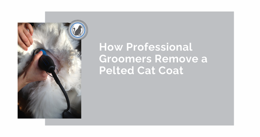 How Professional Groomers Remove a Pelted Cat Coat