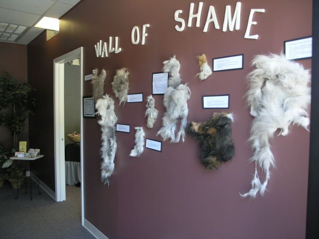 One Amazing Trick to Motivate Cat Clients Toward a 4-6 Week Grooming Schedule!