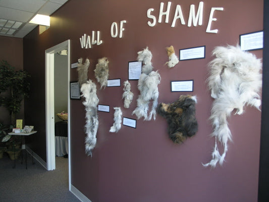 One Amazing Trick to Motivate Cat Clients Toward a 4-6 Week Grooming Schedule!