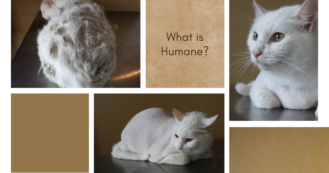 What is Humane Cat Grooming?