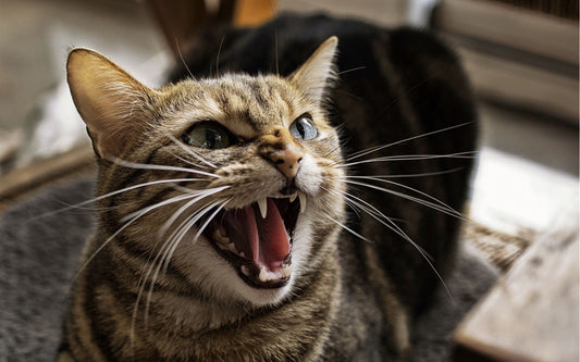 Fractious Felines
