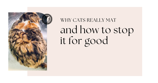 Why Cats Really Mat (And How to Stop It for Good)
