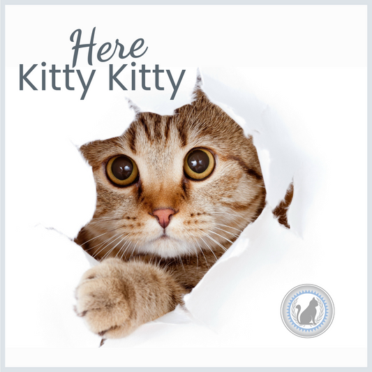 Here Kitty Kitty