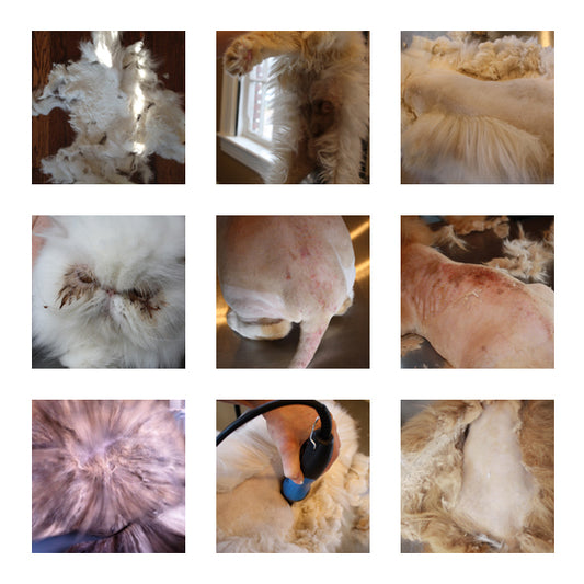 cat skin and coat issues stock photos