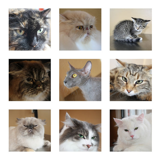 Posed cat photos