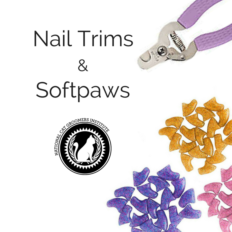 5 Myths You Should Know About Cat Nail Caps | National Cat Groomers  Institute