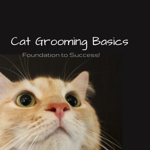 Cat Grooming Basics - Foundation to Success
