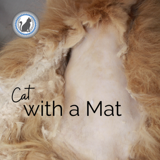Cat with a mat