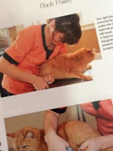 Cat Handling Techniques book excerpt