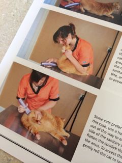 Cat Handling Techniques book excerpt 2