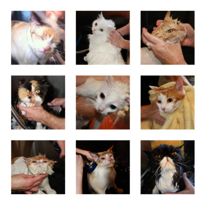 Cat bath stock images