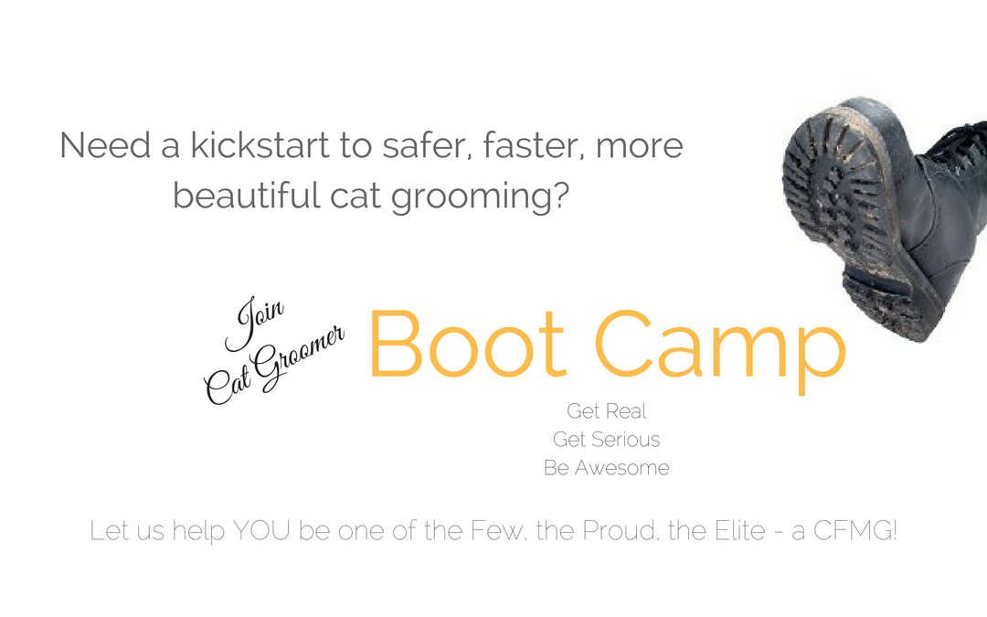 Is Cat Grooming Boot Camp Right for You?