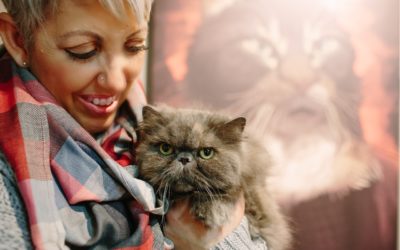 Secrets to Creating a Wildly Successful Cat Grooming Business
