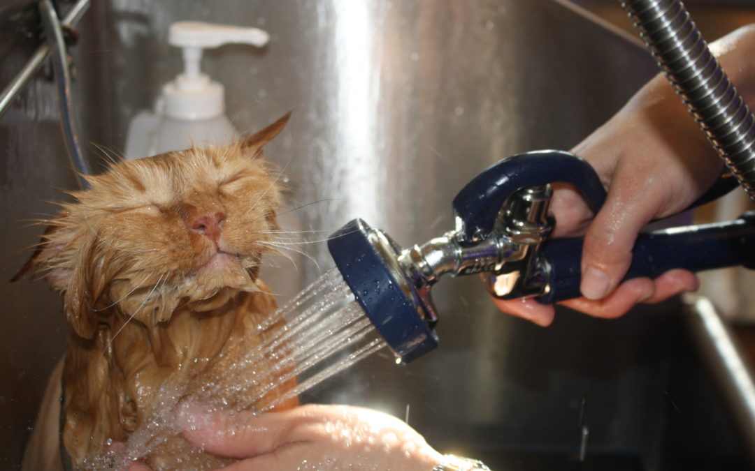 What’s the Best Waterless Shampoo for Cats?