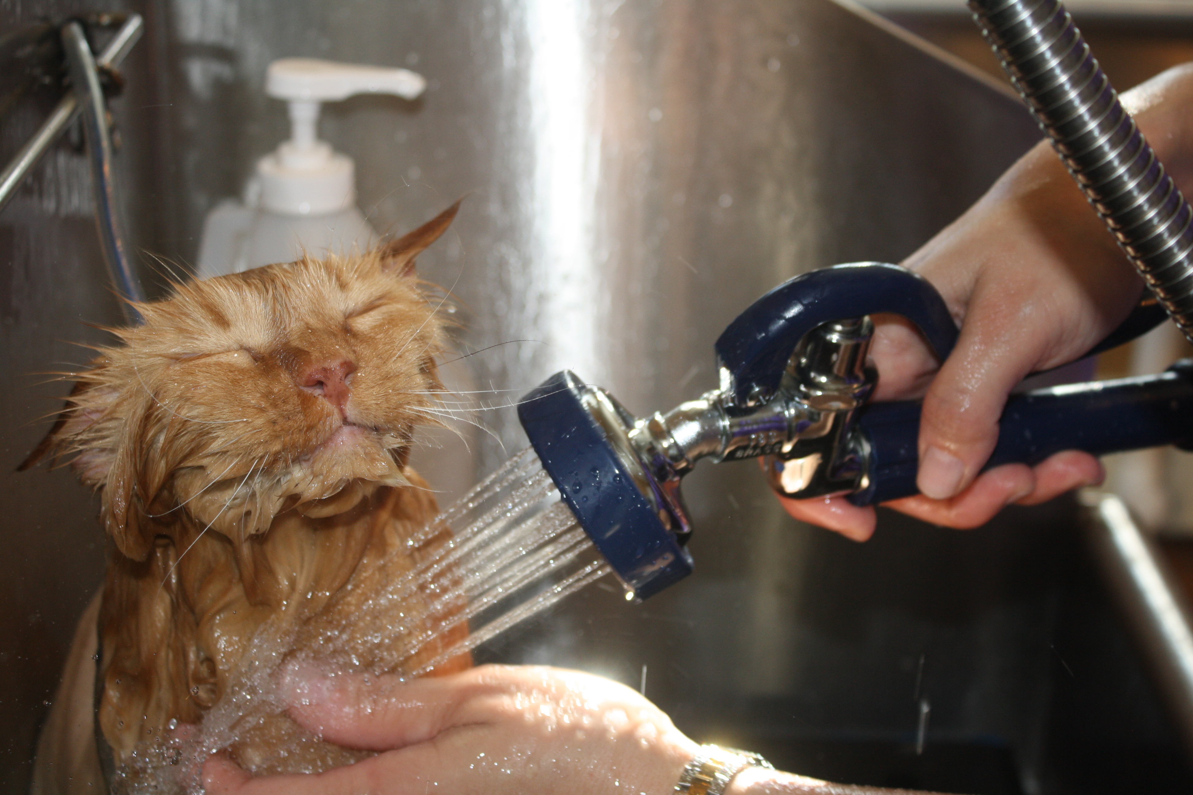 Можно мыть кошку мылом. Мытье котов. Кошка моется. Приспособление для мытья кошек. Мытье кошек в салоне.