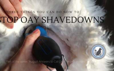 3 Things You Can Do Now to Stop Once-a-Year Cat Shavedowns