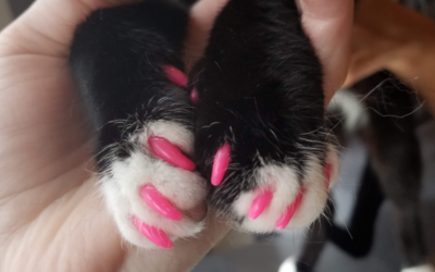 5 Myths You Should Know About Cat Nail Caps