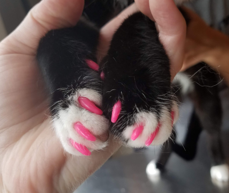 5 Myths You Should Know About Cat Nail Caps | National Cat Groomers  Institute