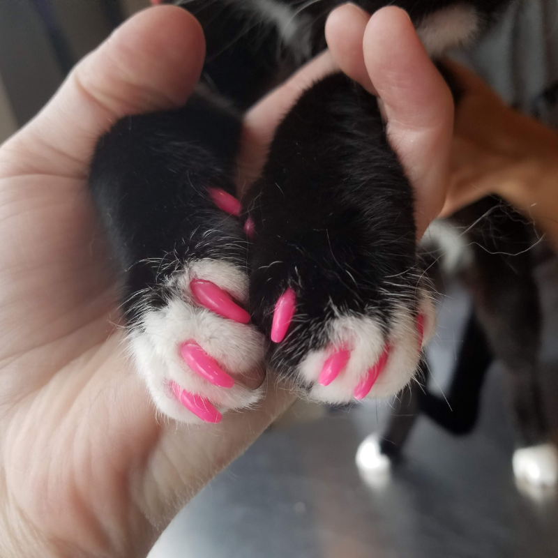 cat nails acrylic