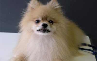 Things I Learned From a Pomeranian