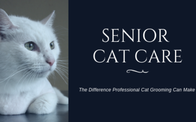 Senior Cat Care: The Difference Professional Grooming Can Make
