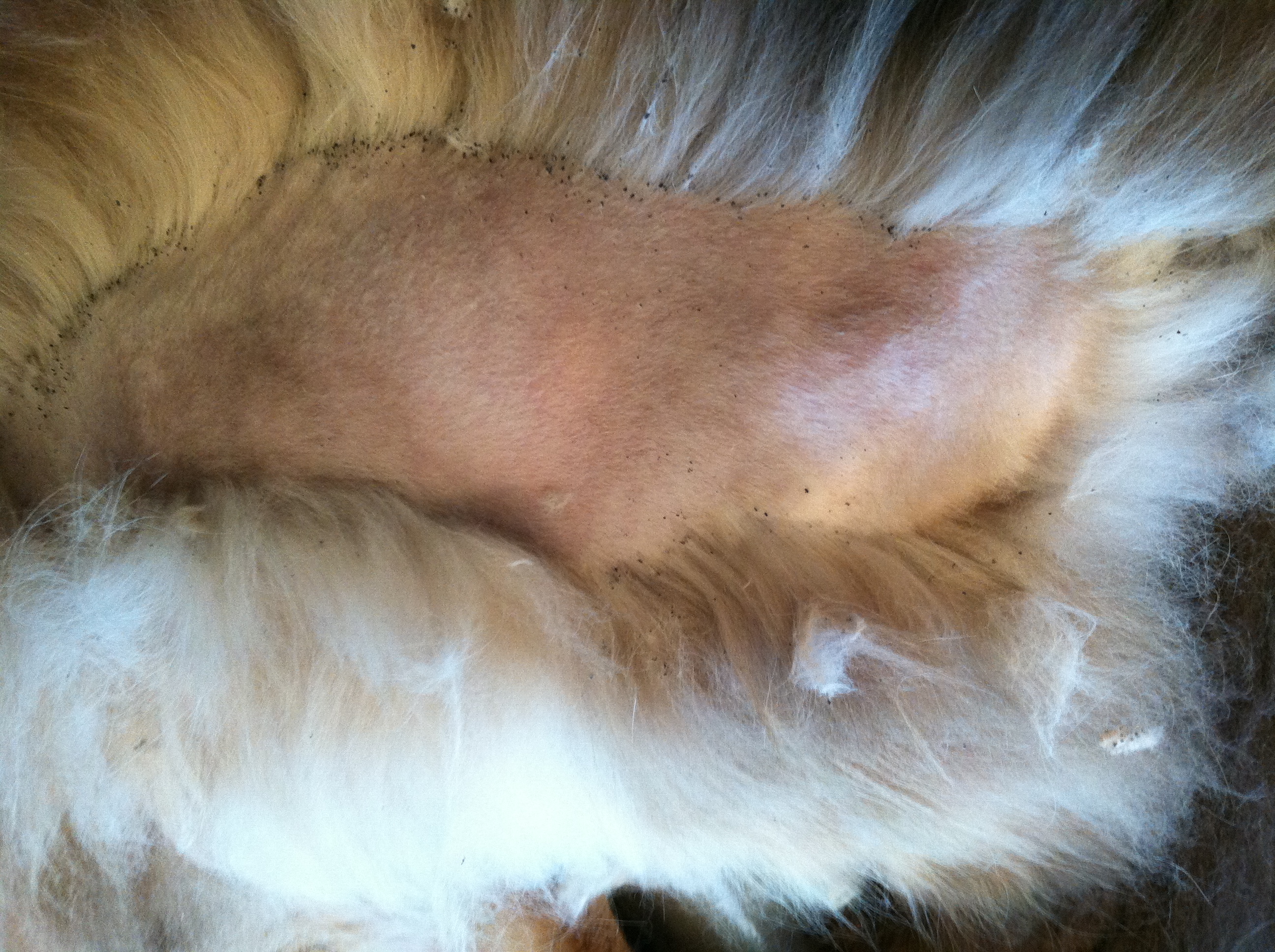 flea bite dermatitis evidence National Cat Groomers Institute