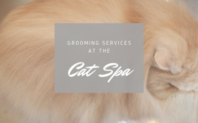 Grooming Services at a Cat Spa